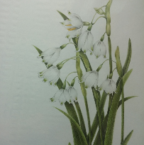 [10주] Botanical Art 꽃그림 이미지