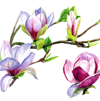 [10주] 꽃 그림 보태니컬 아트  이미지