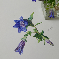 [8주] 색연필 식물 그림 (보태니컬아트)(보타니컬, 미술) 이미지
