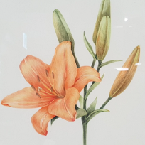 색연필 그림 보테니컬 아트  이미지