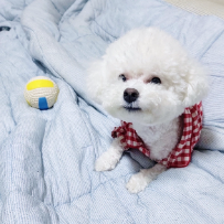 [11주] 사랑스러운 강아지 옷 만들기 (5Kg미만 소형견) 이미지