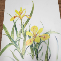 색연필 보타니컬 아트, 꽃 그림 이미지