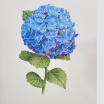 [7주]Botanical Art(보태니컬 꽃그림) 이미지