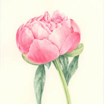 아름다운 식물 세밀화, 색연필로 그리는 꽃 그림 보태니컬아트 이미지