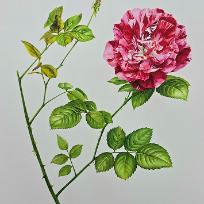 [11주] 수채화&색연필 꽃그림(보타니컬아트) 이미지
