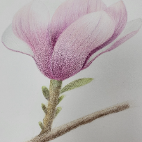 ●개강확정/[소수정예]차근차근 배우는 색연필 보태니컬아트 클래스(기존반)(보타니컬, 미술) 이미지