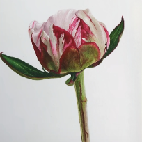 컬러링 꽃그림, 저녁 색연필 보타니컬 아트 (성인) 이미지