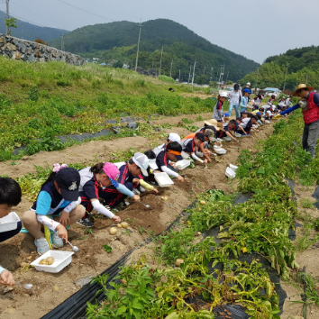 [외부] 청사초롱 체험마을 감자수확 & 감자빵 만들기 이미지