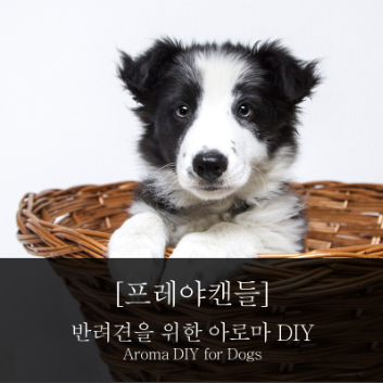 반려견을 위한 아로마DIY 수료증 과정 이미지