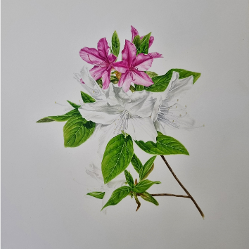 색연필로 그리는 꽃그림, 보태니컬아트 이미지